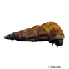 Brotia costula Horn Snail