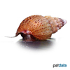 Mieniplotia scabra Prambanan Snail
