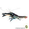 Cherax pulcher Thunderbolt Crayfish