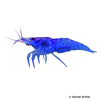 Neocaridina sp. 'Blue Velvet' Blue Velvet Shrimp