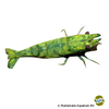 Neocaridina sp. 'Green' Green Shrimp