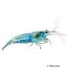 Neocaridina sp. 'Blue Jelly' Blue Jelly Shrimp