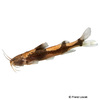 Akysis portellus Smallmouth Stream Catfish