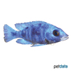 Placidochromis phenochilus Star Sapphire Hap