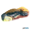 Uromastyx dispar maliensis Mali Spinytail Lizard