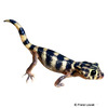 Teratoscincus scincus Common Wonder Gecko