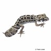Hemidactylus imbricatus Carrot-tail Viper Gecko