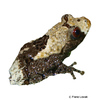 Theloderma asperum Pied Warty Frog