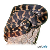 Morelia spilota harrisoni Papuan Carpet Python