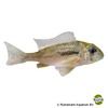 Gymnogeophagus caaguazuensis Paraguay Eartheater