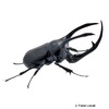Chalcosoma atlas Atlas Beetle