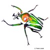 Dicronorhina derbyana derbyana Derby's Flower Beetle