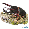Chalcosoma chiron Caucasus Beetle