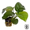 Anubias barteri caladiifolia Anubias Caladiifolia