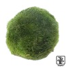 Cladophora aegagropila Moss Ball