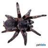 Grammostola pulchripes Chaco Golden Knee Tarantula