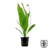 Echinodorus grisebachii 'Bleherae' Broadleaved Amazon Swordplant
