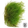 Taxiphyllum 'Spiky' Spiky Moss