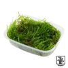 Taxiphyllum sp. 'Spiky Moss' Spiky Moss