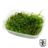 Taxiphyllum barbieri 'Bogor Moss' Java Moss