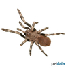 Nhandu coloratovillosus White Striped Birdeater