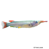 Nomorhamphus rex Rex Halfbeak