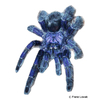 Avicularia purpurea Purple Pink Toe Tarantula