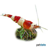 Caridina logemanni 'Red' Red Bee Shrimp (B)