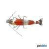 Caridina logemanni 'Red' Red Bee Shrimp (C)