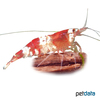 Caridina logemanni 'Red' Red Bee Shrimp (A)