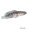 Channa punctata Spotted Snakehead