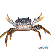 Parathelphusa pantherina Panther Crab