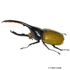 Dynastes hercules Hercules Beetle