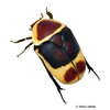 Pachnoda marginata Congo Flower Beetle