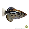 Toxotes blythii Clouded Archerfish