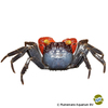 Geosesarma noduliferum Banyumas Vampire Crab