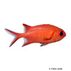 Myripristis pralinia Scarlet Soldierfish