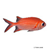 Myripristis clarionensis Yellow Soldierfish