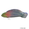 Labracinus lineatus Lined Dottyback
