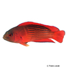 Labracinus cyclophthalmus Red Dottyback