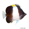 Hemitaurichthys zoster Brown-and-white Butterflyfish