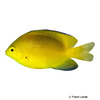 Pomacentrus moluccensis Lemon Damselfish
