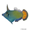 Pervagor janthinosoma Blackbar Filefish