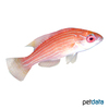 Paracheilinus octotaenia Red Sea Eightline Flasher
