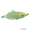 Oxymonacanthus halli Red Sea Longnose Filefish