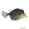 Ostracion solorensis Reticulate Boxfish
