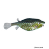 Ostracion rhinorhynchos Horn-nosed Boxfish