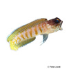 Opistognathus randalli Gold Specs Jawfish