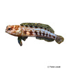 Opistognathus latitabundus Blotched Jawfish