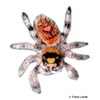 Phidippus regius Regal Jumping Spider